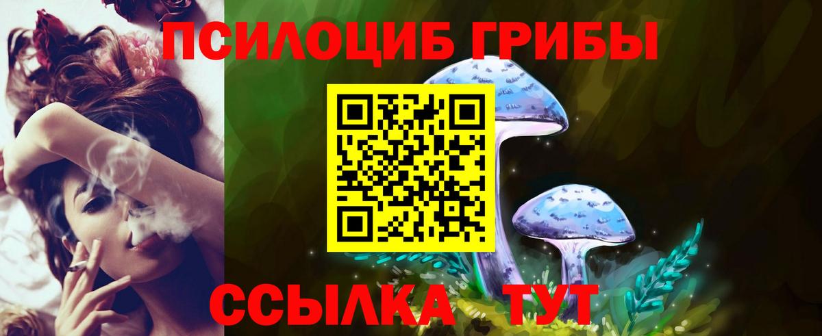 Псилоцибиновые грибы Psilocybe Новокузнецк